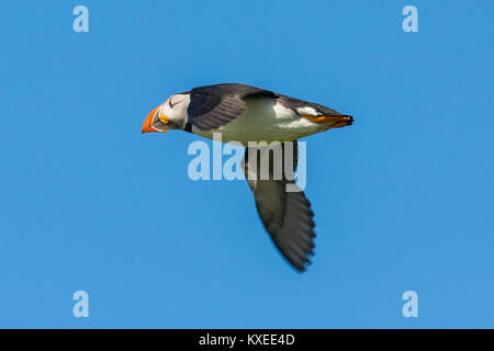 Macareux moine (Fratercula arctica en vol), Iles Farne, Northumblerland, England, UK Banque D'Images