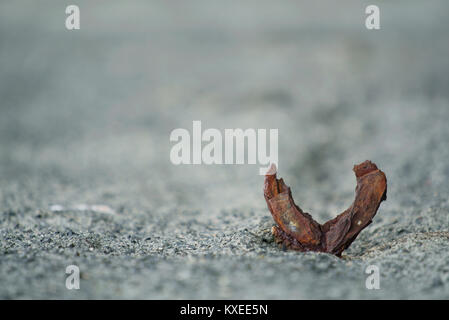 Rusty wharf loop à Cornwall UK Banque D'Images