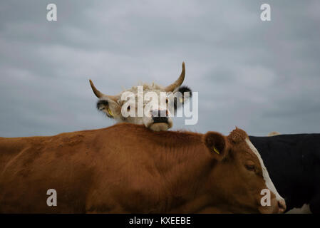 Bull Simmental dans Wiltshire UK , bétail Banque D'Images