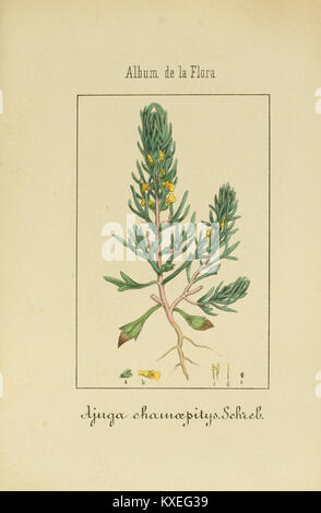 Album de la flore médico-farmacéutica é industrial, indígena y exótica (Pl. 29) (8157668330) Banque D'Images