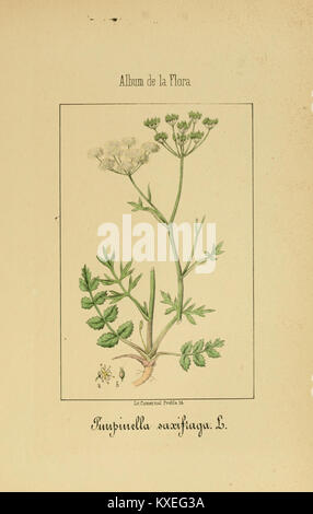Planche 29 de l'album de la Flora médico-Farmacéutica, présentant des plantes médicinales, industrielles, indigènes et exotiques. Banque D'Images