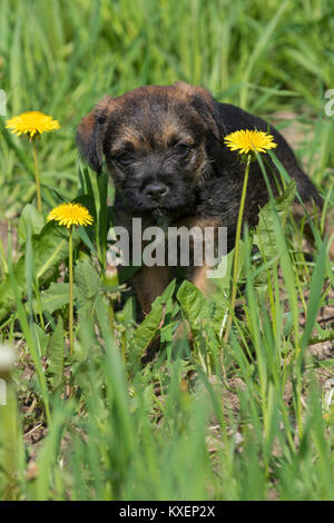 Border Terrier Puppy, 7 semaines, dans le pré Banque D'Images
