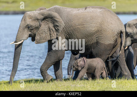 L'éléphant africain (Loxodonta africana), vieux et jeunes, le Parc National de Chobe, Chobe River Front, district de Chobe, Botswana Banque D'Images