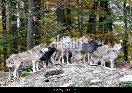 Les Algonquins les loups (Canis lupus lycaon), Rudel est à la recherche de roches, captive, Allemagne Banque D'Images
