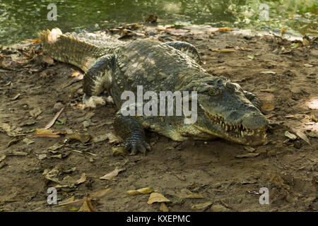 Un crocodile se détendre dans la chaleur de la Gambie, Afrique de l'Ouest Banque D'Images