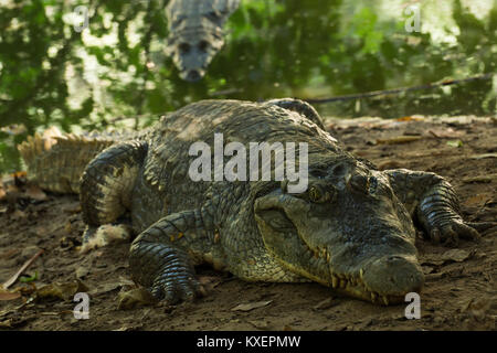 Un crocodile se détendre dans la chaleur de la Gambie, Afrique de l'Ouest Banque D'Images