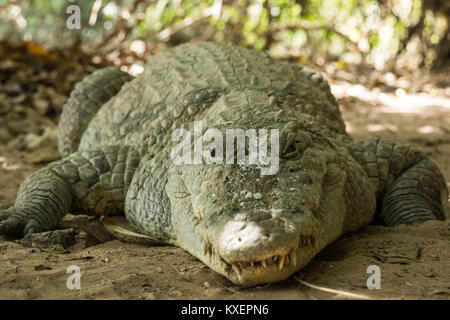 Un crocodile se détendre dans la chaleur de la Gambie, Afrique de l'Ouest Banque D'Images