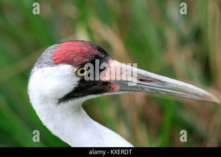 Grue blanche - Grus americana - chef Banque D'Images