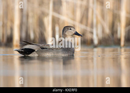 Le Canard chipeau (Mareca strepera) dans l'eau de la Réserve de biosphère de l'Elbe,Central,Saxe-Anhalt, Allemagne Banque D'Images