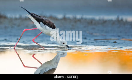 Black-winged Black-winged Stilt (Himantopus himantopus),d'oiseaux adultes,recherche de nourriture dans l'eau,Lac de Neusiedl, Autriche Banque D'Images