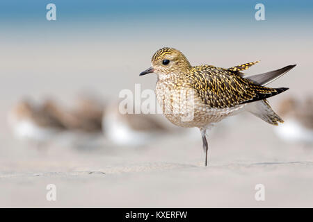 Eurasian golden plover (Pluvialis apricaria) l'auto-nettoyage, habillez-vous, Schleswig-Holstein, Allemagne Banque D'Images