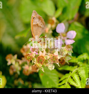 Un papillon Meadow Brown repose dans une haie de Sussex, au Royaume-Uni. Banque D'Images