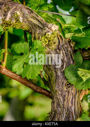 Domaine viticole Bolney près de Haywards Heath, West Sussex. Banque D'Images