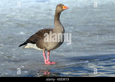 Oie cendrée, oie cendrée, oie Lag gris, Anser anser, d'oiseaux adultes debout sur la glace, l'Islande Banque D'Images