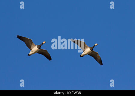 La migration de deux oies de bernache Branta leucopsis) (en vol sur fond de ciel bleu Banque D'Images