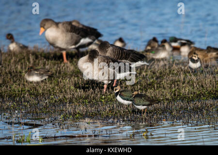 Vanneaux et oies cendrées Banque D'Images
