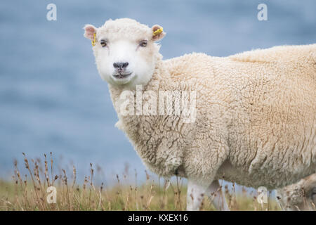 Marquage de l'oreille et l'oreille qs de moutons sur les îles Shetland, Écosse, Royaume-Uni Banque D'Images