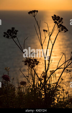 Alexanders en Silhouette Banque D'Images