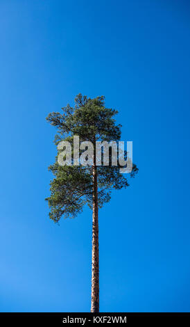 Seul grand pin tree contre ciel bleu clair en Norvège. Banque D'Images