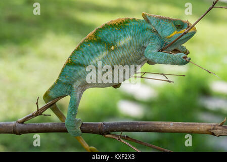 Un Parson's Chameleon (Calumma parsonii) sur un bâton. Parc national de Ranomafana. Madagascar, l'Afrique. Banque D'Images