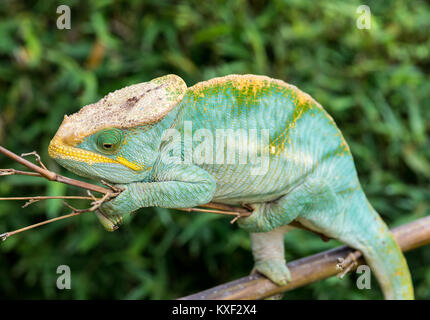 Un Parson's Chameleon (Calumma parsonii) sur un bâton. Parc national de Ranomafana. Madagascar, l'Afrique. Banque D'Images