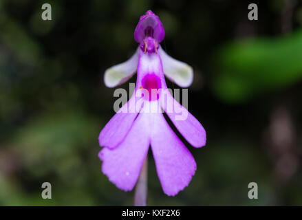 Orchid Cynorkis lowiana fleurissent en nature. Parc national de Ranomafana. Madagascar, l'Afrique. Banque D'Images