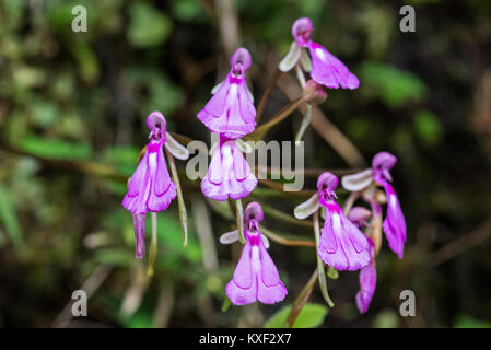 Orchid Cynorkis lowiana fleurissent en nature. Parc national de Ranomafana. Madagascar, l'Afrique. Banque D'Images