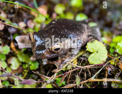 Une grenouille aux yeux brillants de Madagascar (Boophis madagascariensis) en forêt tropicale. Parc national de Ranomafana. Madagascar, l'Afrique. Banque D'Images