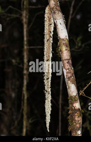 Un étrange ruche sauvage allongées, ou nid de guêpes, suspendu à un arbre. Parc national de Ranomafana. Madagascar, l'Afrique. Banque D'Images