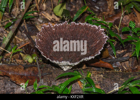 Un bol de champignons en forme de couleur brun foncé qui poussent sur le bois mort. Parc national de Ranomafana. Madagascar, l'Afrique. Banque D'Images