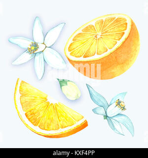 Ensemble d'agrumes à l'aquarelle. Les oranges sur une branche. Les agrumes. Tranche d'Orange. Arbre en fleurs d'orange. Illustration faite à la main. Photo de fruits. Collection. Banque D'Images