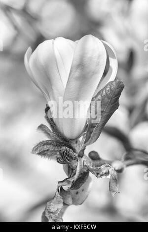 Monochrome Floral naturel en extérieur macro portrait d'un jeune isolé unique floraison magnolia blossom peu avant d'ouvrir en plein soleil Banque D'Images