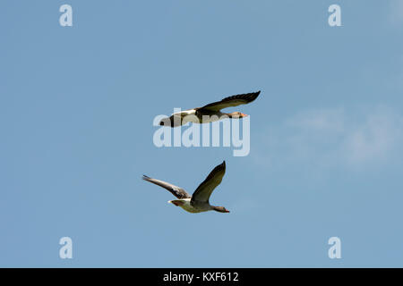 Oie cendrée volant au-dessus du lac (voir Rietzer Rietz), une réserve naturelle près de la ville de Brandebourg dans le nord-est de l'Allemagne Banque D'Images