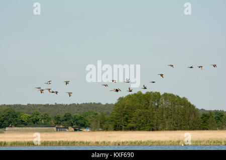 Oie cendrée et le Canard colvert volant au-dessus du lac (voir Rietzer Rietz), une réserve naturelle près de la ville de Brandebourg dans le nord-est de l'Allemagne. Banque D'Images