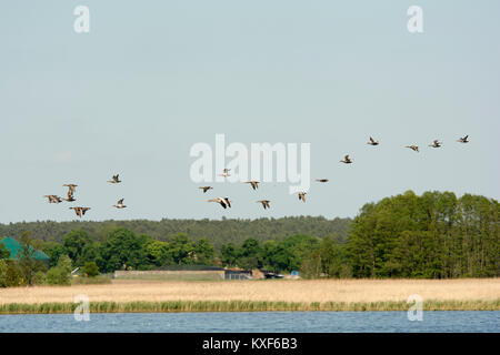 Oie cendrée et le Canard colvert volant au-dessus du lac (voir Rietzer Rietz), une réserve naturelle près de la ville de Brandebourg dans le nord-est de l'Allemagne. Banque D'Images