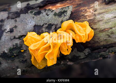 Tremella mesenterica, noms communs : cerveau jaune, golden jelly champignon, vibreur, jaune et le beurre des sorcières Banque D'Images