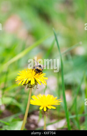 Bumblebee assis sur une fleur de pissenlit jaune, Allemagne Banque D'Images