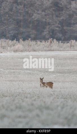 Photo verticale de femme célibataire roebuck avec un pelage brun. L'animal est sur le pré et en face d'arbres et d'équerrage couvertes par le gel. Le stand re Banque D'Images
