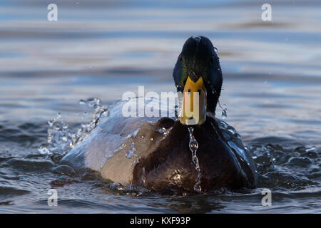 Homme mallard (Anas platyrhynchos) prendre un bain Banque D'Images
