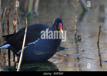 Gallinula chloropus Gallinule poule-d'eau, à Teesside RSPB Saltholme ; UK Banque D'Images