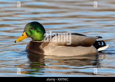 Homme mallard (Anas platyrhynchos) Nager dans un lac calme Banque D'Images