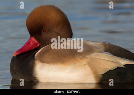 Homme nette rousse (Netta rufina) Banque D'Images