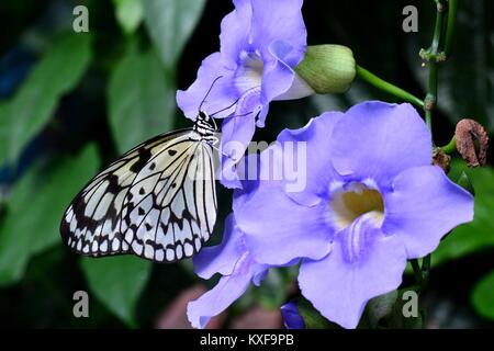 Un joli papillon nymphe atterrit sur une fleur dans les jardins. Banque D'Images