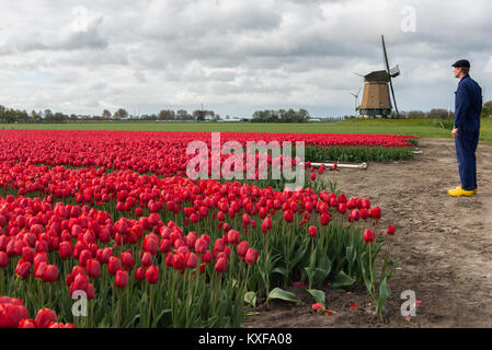 Droit néerlandais typique avec un agriculteur avec des chaussures en bois jaune d'inspecter ses jacinthes roses devant un moulin à vent dans les Pays-Bas. Banque D'Images