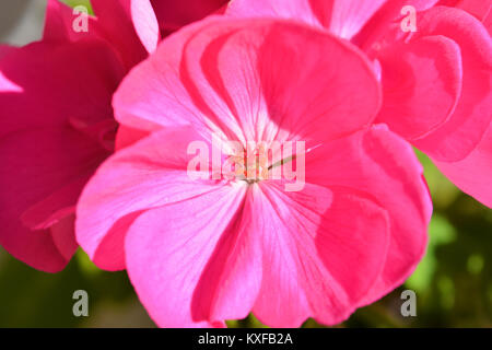 Pelargonium fleur, rose vif, close-up Banque D'Images
