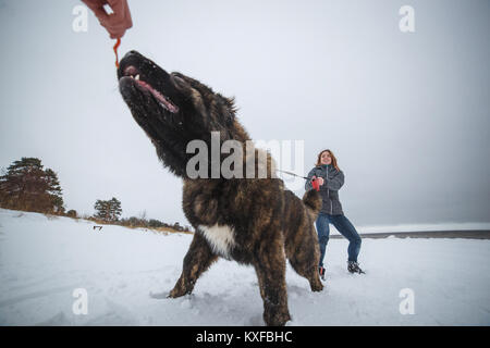 Maître et son chien de berger du Caucase obéissant jouant dans la forêt d'hiver Banque D'Images