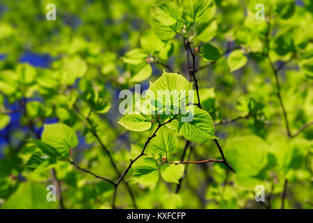 La lumière qui brillait à travers les feuilles d'une petite feuille tilleul ou le Tilia cordata arbre. Banque D'Images