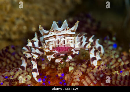 Crabe oursin femelle zebra (Zebrida adamsii) sur son hôte, l'oursin de feu avec un cluster de centaines d'œufs, à Ambon, Moluques, en Indonésie. Banque D'Images