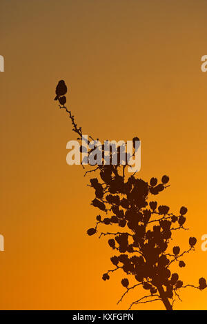 Pie-grièche migratrice (Lanius ludovicianus sur yucca morts capitule au coucher du soleil près de Las Cruces, Nouveau Mexique, USA Banque D'Images
