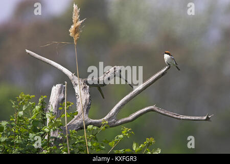 Woodchat shrike Lanius sénateur homme Corse France Banque D'Images